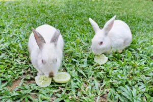 Czy ogórki to odpowiedni przysmak dla królików? Sprawdź, jakie mają preferencje!