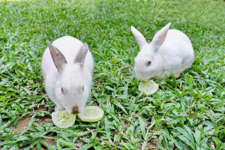 Czy ogórki to odpowiedni przysmak dla królików? Sprawdź, jakie mają preferencje!