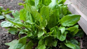 Czy pies może bezpiecznie jeść szczaw? Odkrywamy prawdę!