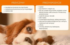 Czy zapalenie trzustki u psa można skutecznie wyleczyć? Przewodnik dla właścicieli zwierząt