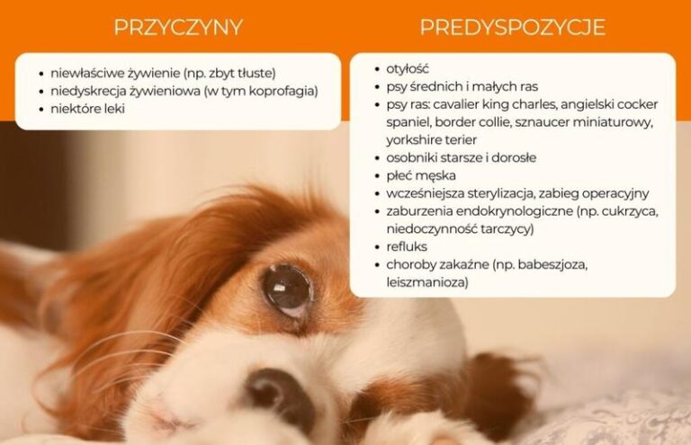 Czy zapalenie trzustki u psa można skutecznie wyleczyć? Przewodnik dla właścicieli zwierząt