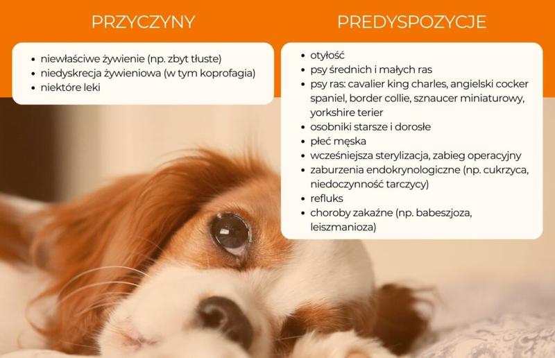 Czy zapalenie trzustki u psa można skutecznie wyleczyć? Przewodnik dla właścicieli zwierząt