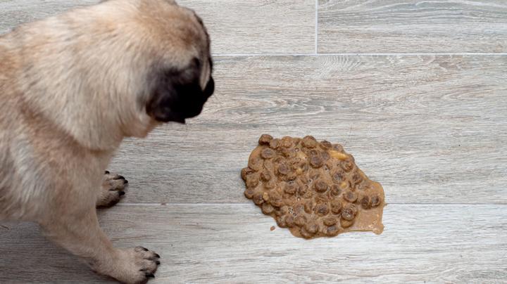 Dlaczego Twój pies wymiotuje białą pianą? Oto co powinieneś wiedzieć