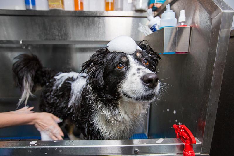Jak często należy myć psa, aby zachować jego zdrowie i piękny wygląd?