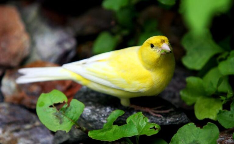 Jak dbać o dietę kanarka podczas pierzenia? Praktyczne porady
