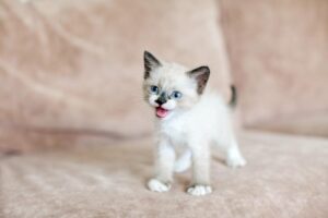 Jak długo trwa powrót pięknej sierści u kota?