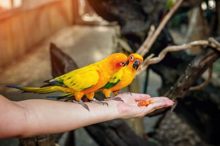 Jak odpowiednio karmić małe papugi nimfy, by były zdrowe i szczęśliwe?