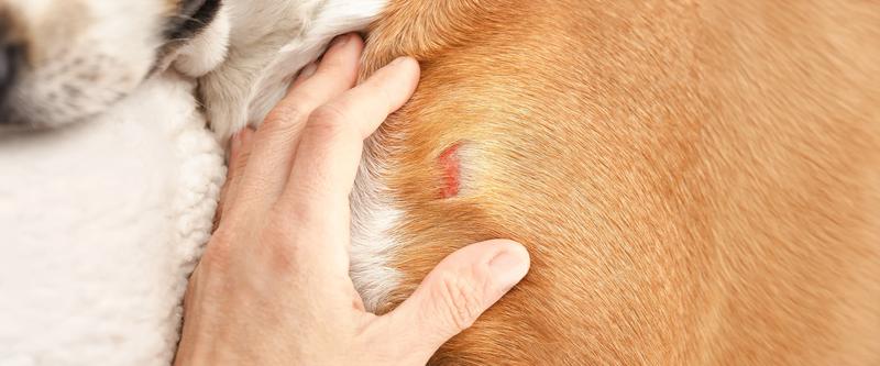 Jak pomóc psu po ugryzieniu osy – skuteczne metody łagodzenia bólu