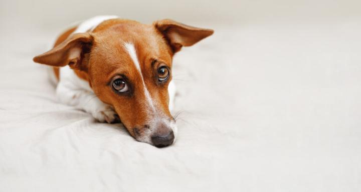 Jak pomóc psu przy zaparciach? Sprawdź, co podać!