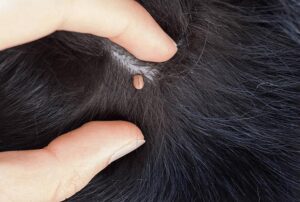 Jak postępować po wyjęciu kleszcza u psa, aby zapewnić mu zdrowie?