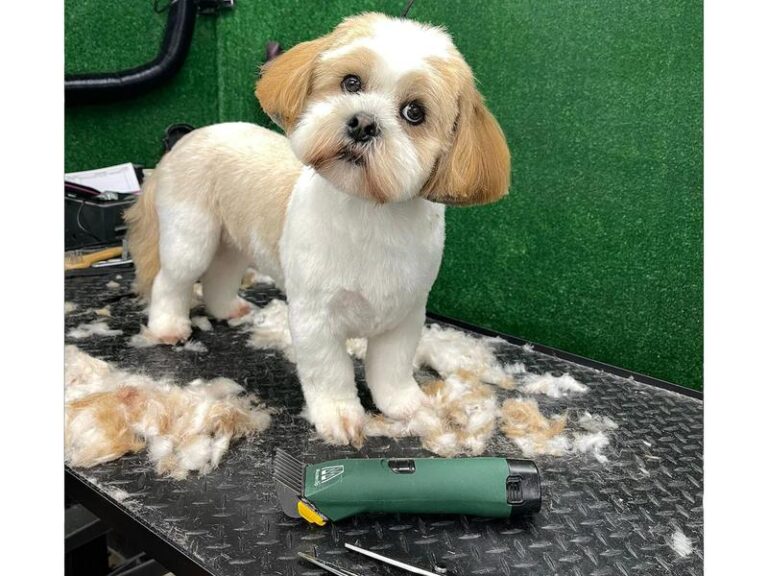 Jak profesjonalnie ostrzyc psa rasy shih tzu w kilku prostych krokach