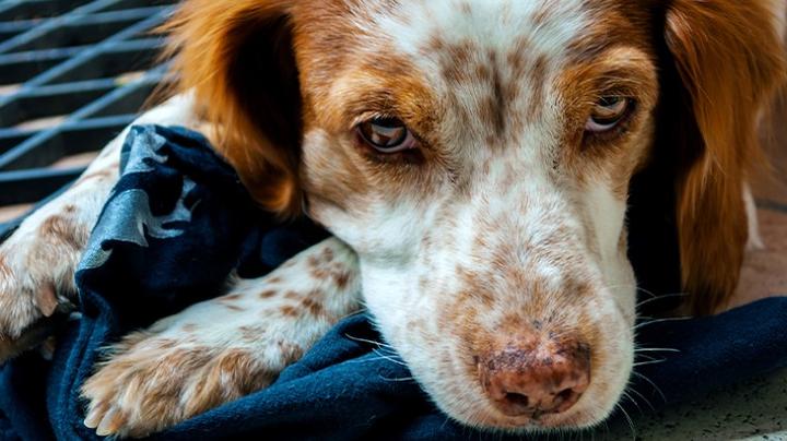 Jak rozpoznać boreliozę u psa? Kluczowe objawy, na które warto zwrócić uwagę