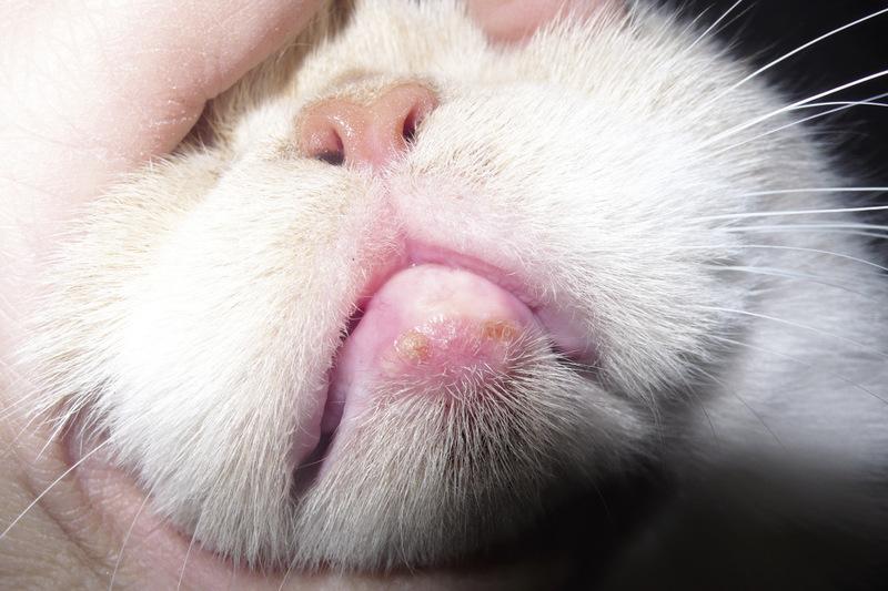 Jak skutecznie leczyć opryszczkę u kota – porady dla właścicieli
