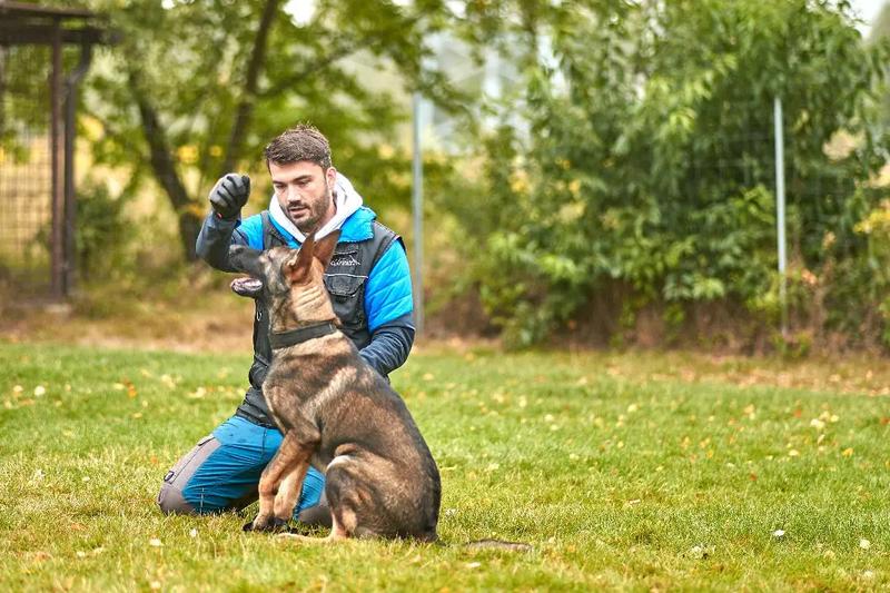 Jak skutecznie szkolić psa od małego, by stał się idealnym towarzyszem