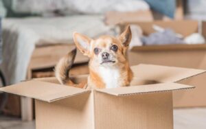 Jak sprawić, by pies z radością zaakceptował nowe mieszkanie?