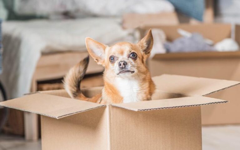 Jak sprawić, by pies z radością zaakceptował nowe mieszkanie?