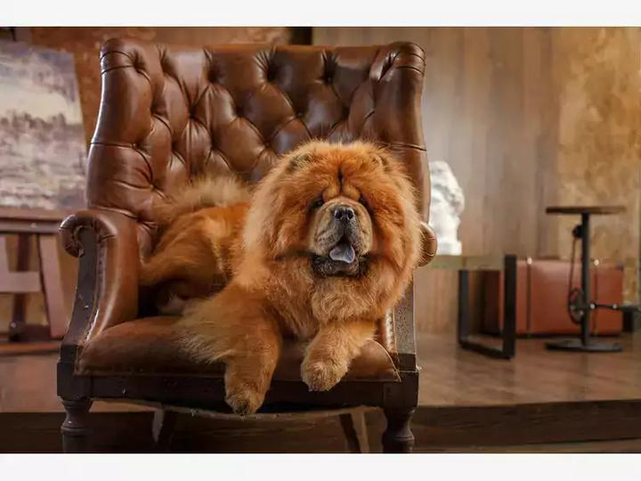 Kiedy pies nie jest najbystrzejszy – odkrywamy najglupszego pupila świata