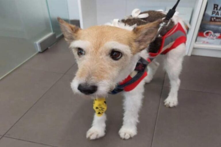 Koszt usunięcia śledziony u psa – co warto wiedzieć przed zabiegiem?