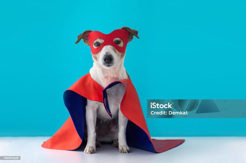 Niezwykła historia psa, który znalazł noworodka i zmienił wszystko