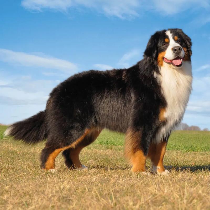 Odkryj, jak wygląda pies pasterski i co go wyróżnia wśród innych ras