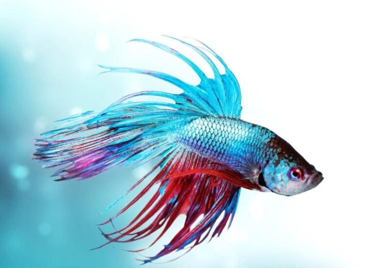 Optymalne zasady: ile ryb można trzymać w akwarium 60l?