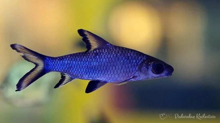Rybki, które idealnie współżyją z brzankami w akwarium