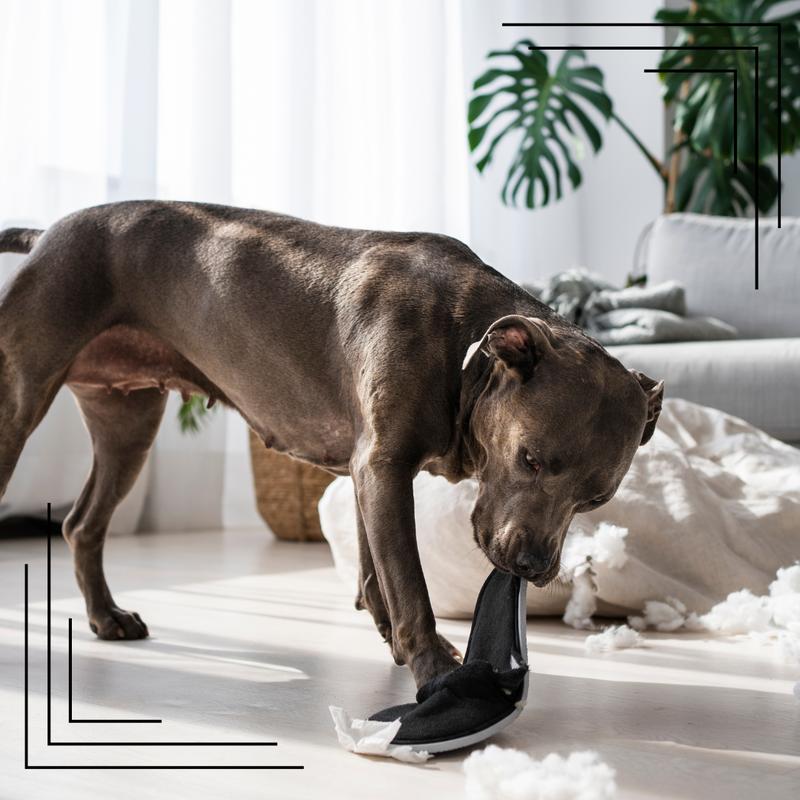 Skuteczne sposoby na to, co zrobić, jak pies gryzie meble