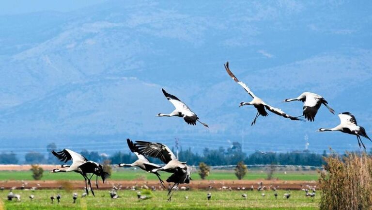 Zadziwiający świat ptaków, które tworzą klucze w niebie