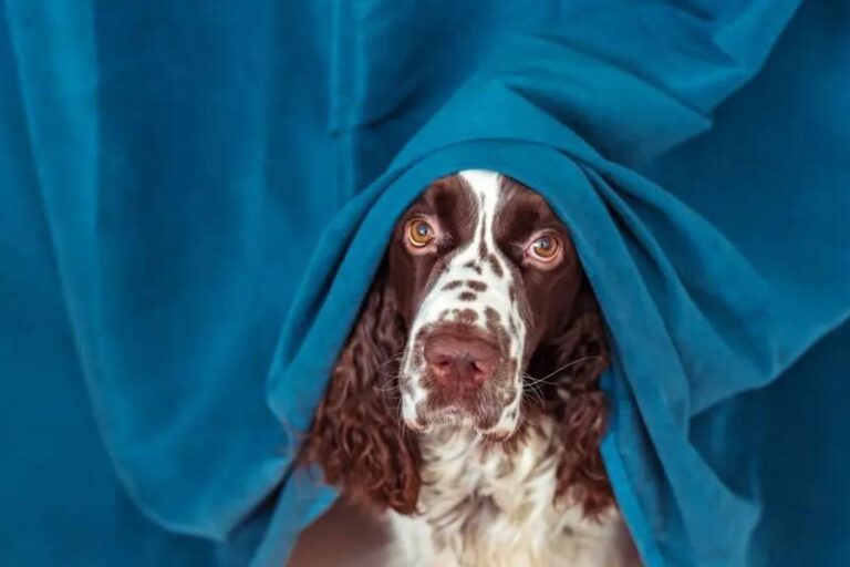 Zobacz, jak pies pije w zwolnionym tempie – urok chwili uchwycony w kadrze