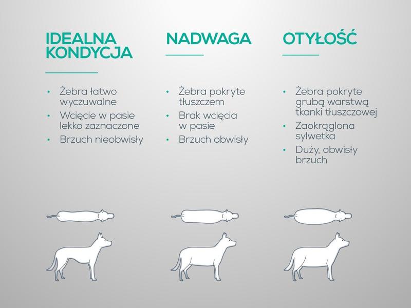 Aktywność fizyczna psa