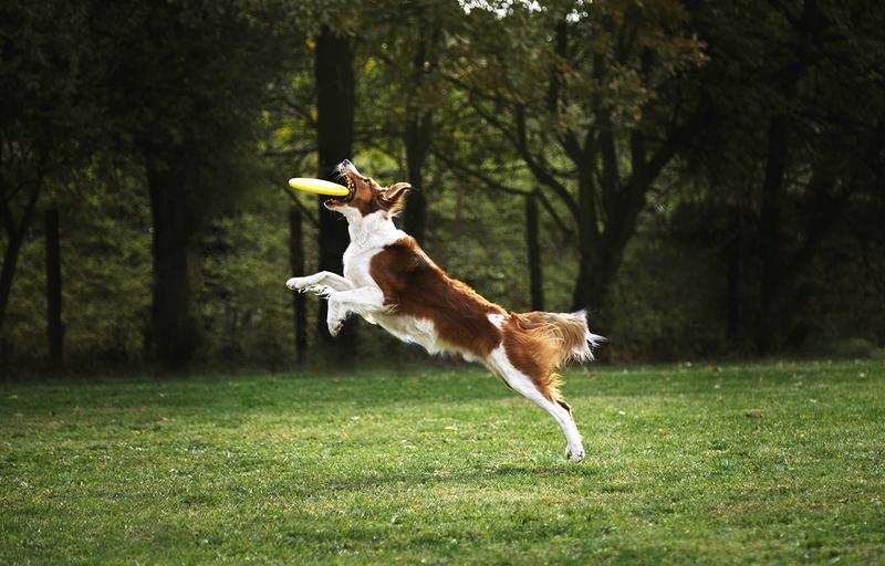 Aktywność na świeżym powietrzu z psem
