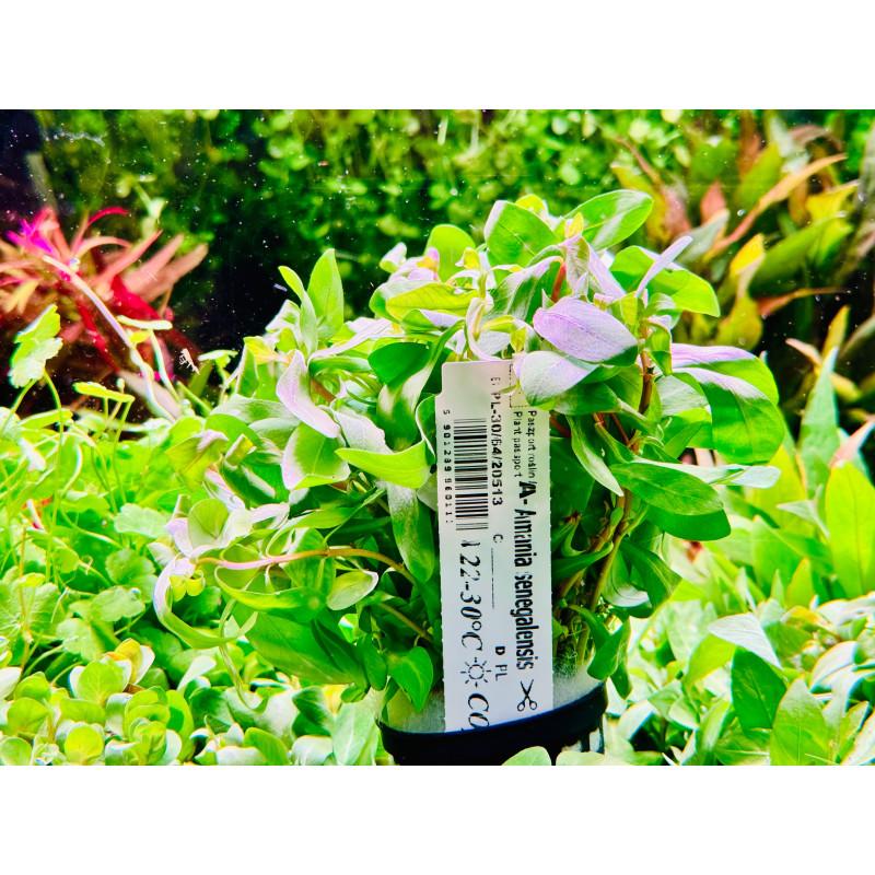 Aranżacja i zakładanie akwarium