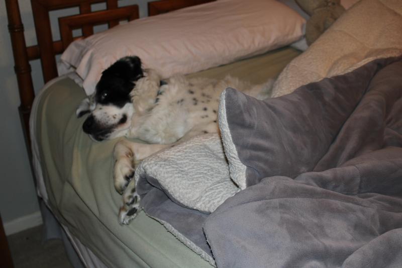 Bezpieczeństwo i komfort psa