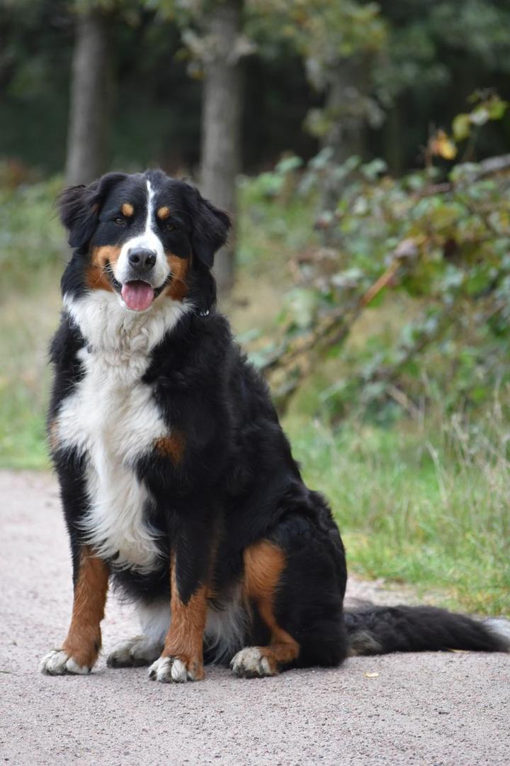 Cechy psów pomocne w walce z wilkami