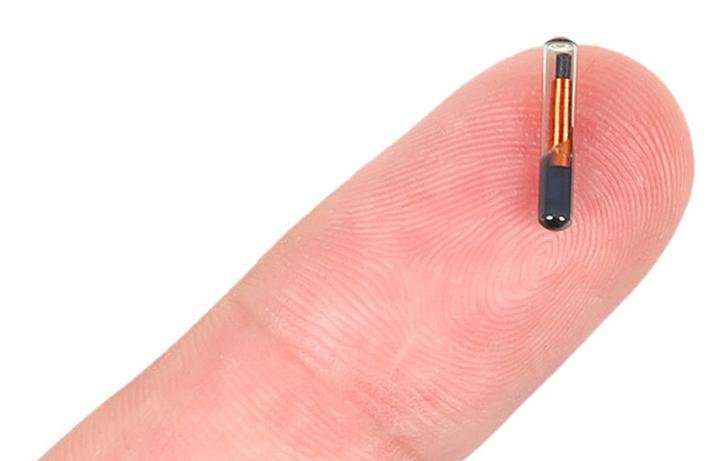 Chipowanie psów poradnik