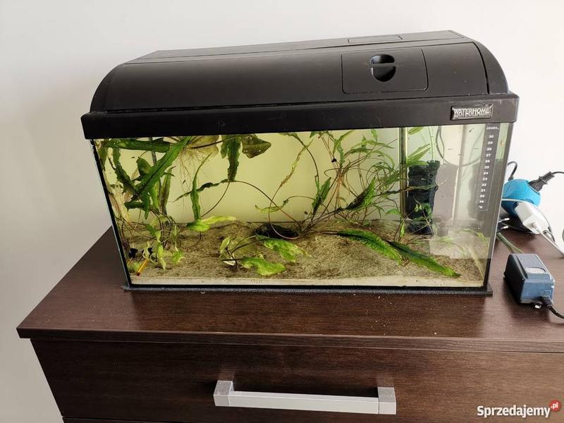 Cykle życia ryb a dobór obsady