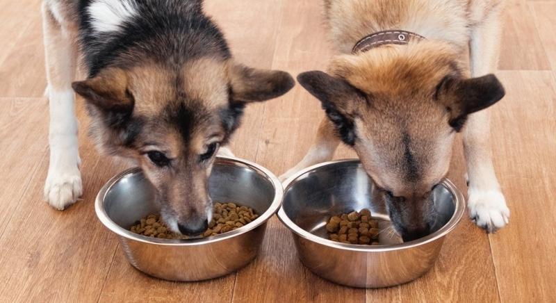 Częstotliwość karmienia psa