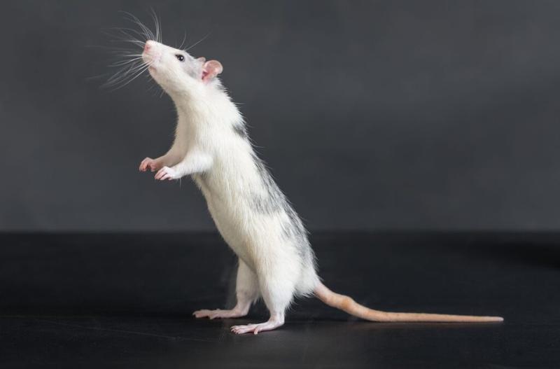 Czynniki przyciągające szczury do mieszkania