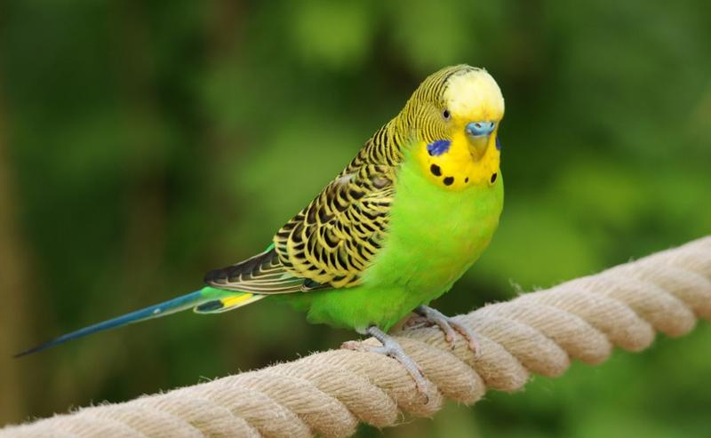 Dieta i higiena papugi falistej