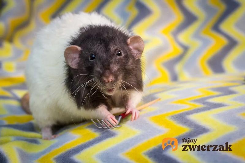 Dieta i żywienie szczura dumbo