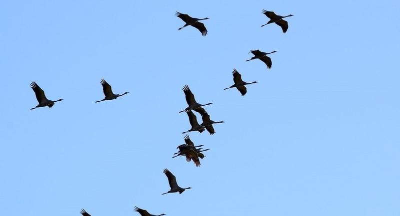 Dlaczego ptaki odlatują na zimę