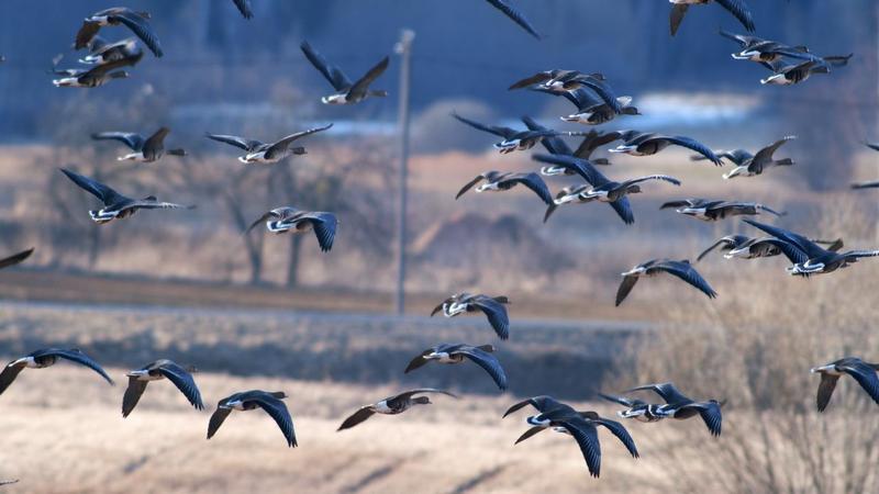Ewolucyjna strategia przetrwania ptaków