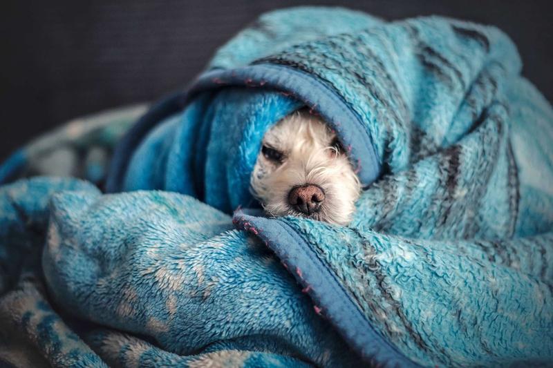 Fizjologia psiego oddychania