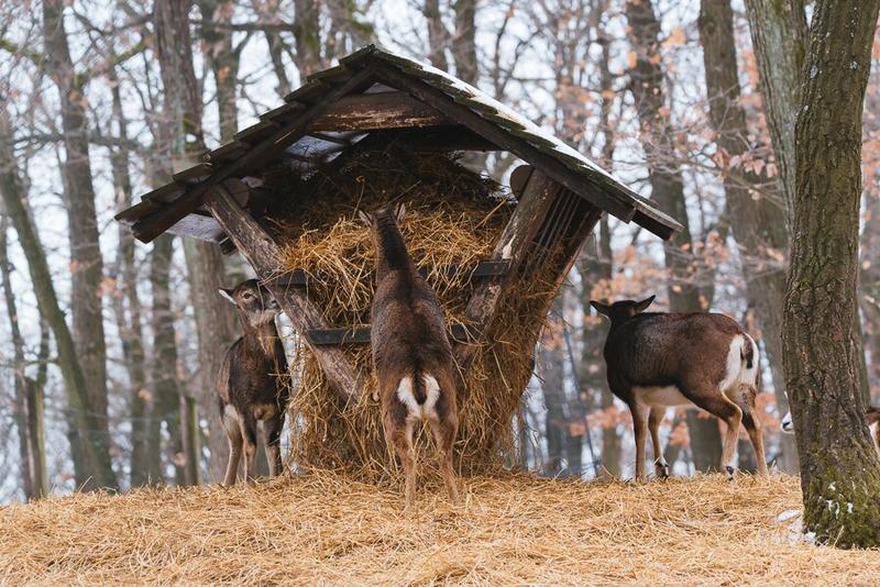 Gromadzenie zapasów u wiewiórek
