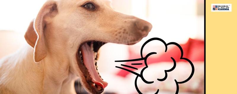 Higiena i pielęgnacja psa