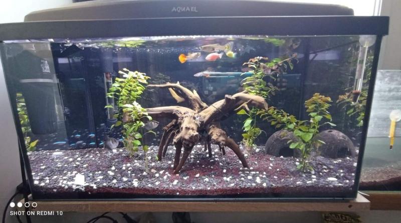 Interakcje międzygatunkowe w akwarium