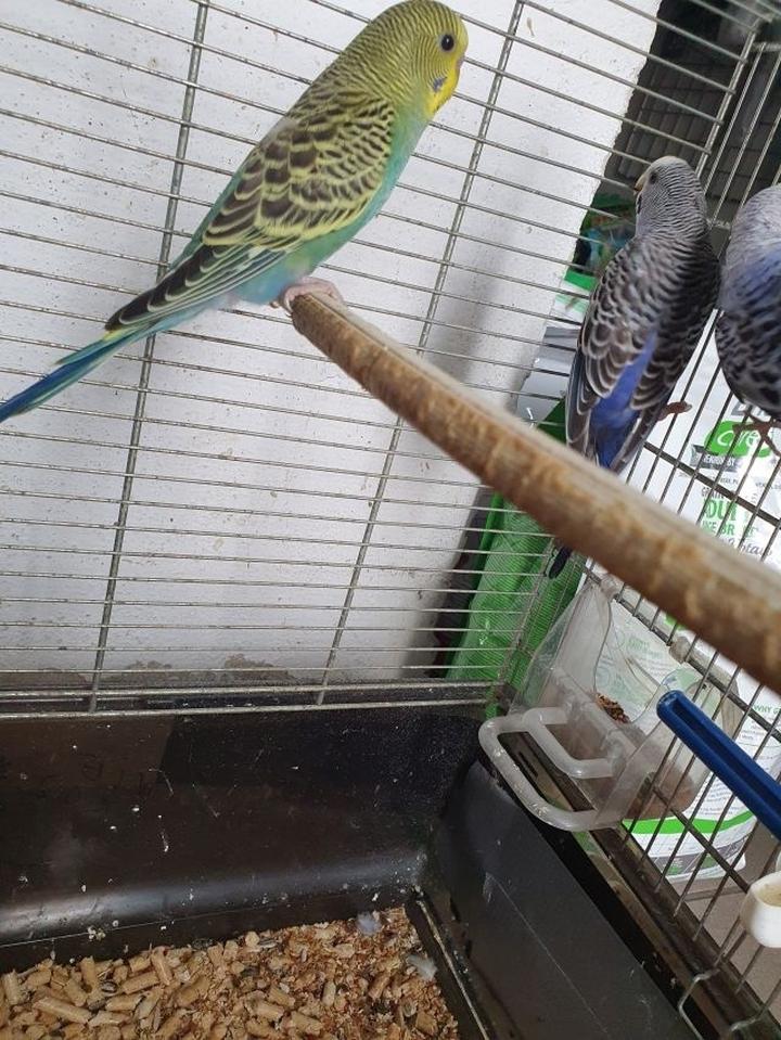 Interakcje społeczne i towarzystwo papugi