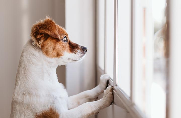 Lęk psa podczas burzy