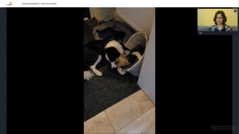 Lizanie ucha przez psa