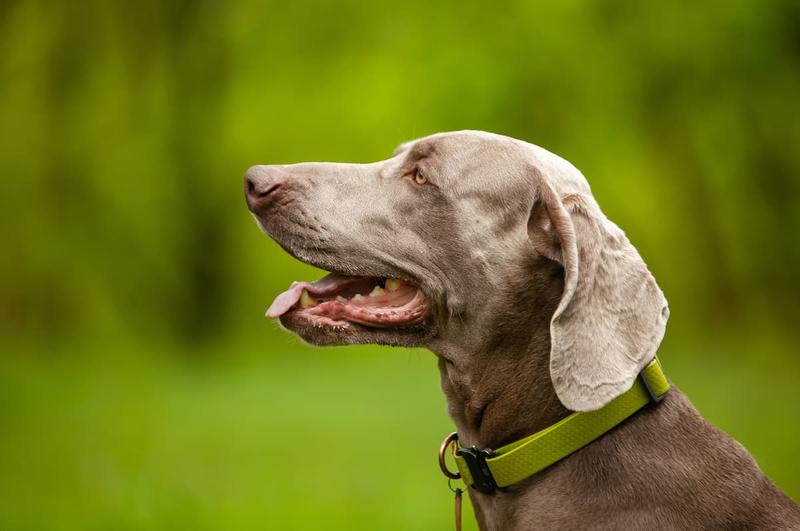 Miłość i przywiązanie u psów